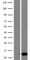 FAM104B Protein (Over-Expression Lysate Myc-DDK (Flag))
