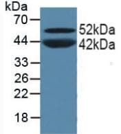 PPARA / PPAR Alpha Antibody (aa61-170, Cy3)