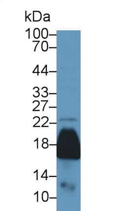 PRDX5 / Peroxiredoxin 5 Antibody (aa1-210, PE)