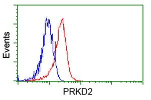 Monoclonal Mouse anti-Human PRKD2 / PKD2 Antibody (clone OTI5A3, IHC, IF, WB)