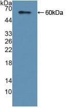 CAP2 Antibody (aa1-477)