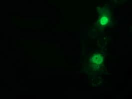 NT5DC1 Antibody (clone OTI3H2)