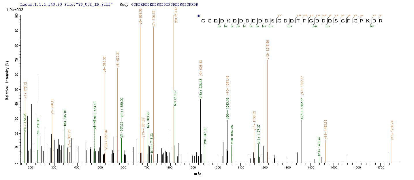 Human DMP1 Protein (Recombinant 6His, N-terminus)