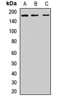 CLU1 / KIAA0664 Antibody