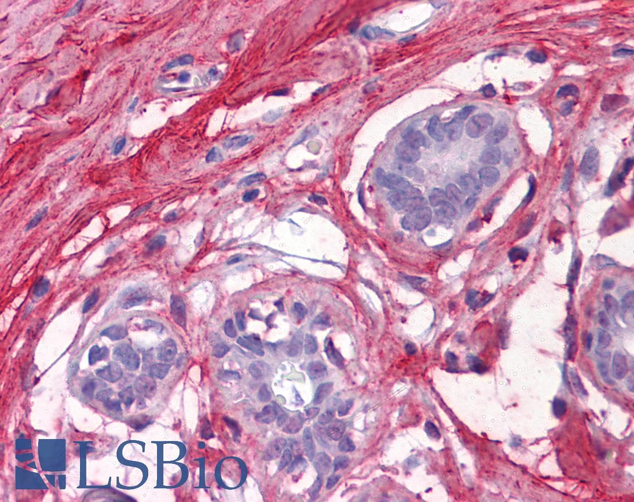 IHC-plus™ DCN / Decorin Antibody (clone 3H4-1F4)