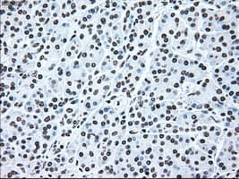 IRF3 Antibody (clone OTI5D2)