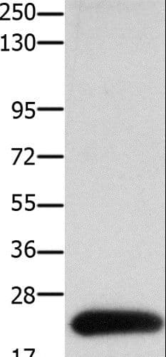 CLDN4 / Claudin 4 Antibody