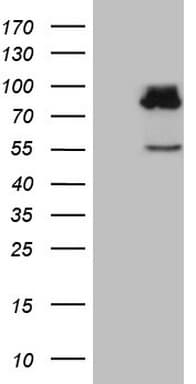 SEC14L1 Antibody (clone OTI3A6)