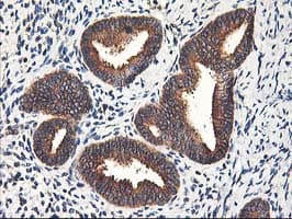 HMOX2 / Heme Oxygenase 2 Antibody (clone OTI1B4)