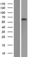 GBA / Glucosidase Beta Acid Protein (Over-Expression Lysate Myc-DDK (Flag))