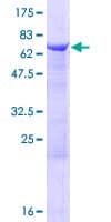 Human WDFY2 Protein (Recombinant GST)