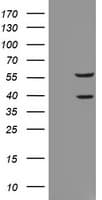 RASSF1 / RASSF1A Antibody (clone OTI9F5)