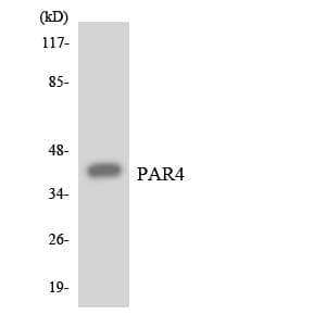 F2RL3 / PAR4 Antibody (aa19-68)