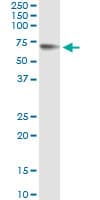 GPC5 / Glypican 5 Antibody (aa1-572, clone 1C9)