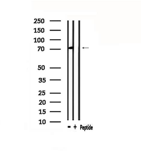 CHFR Antibody