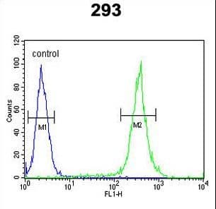 UNC13B Antibody (aa1062-1091)