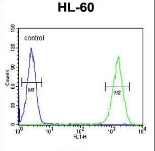 ZNF30 Antibody (aa1-30)