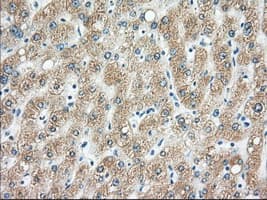 H6PD / G6PDH Antibody (clone OTI2C12)