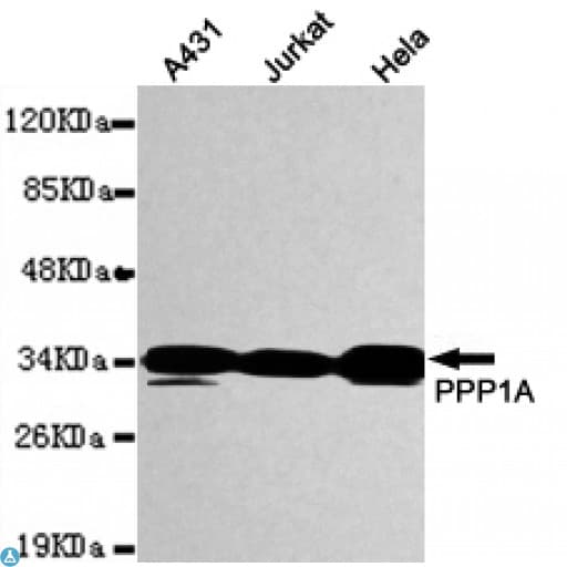PPP1CA / PP1-Alpha Antibody