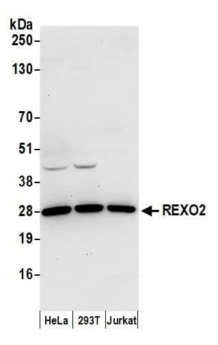 REXO2 Antibody (aa187-237)