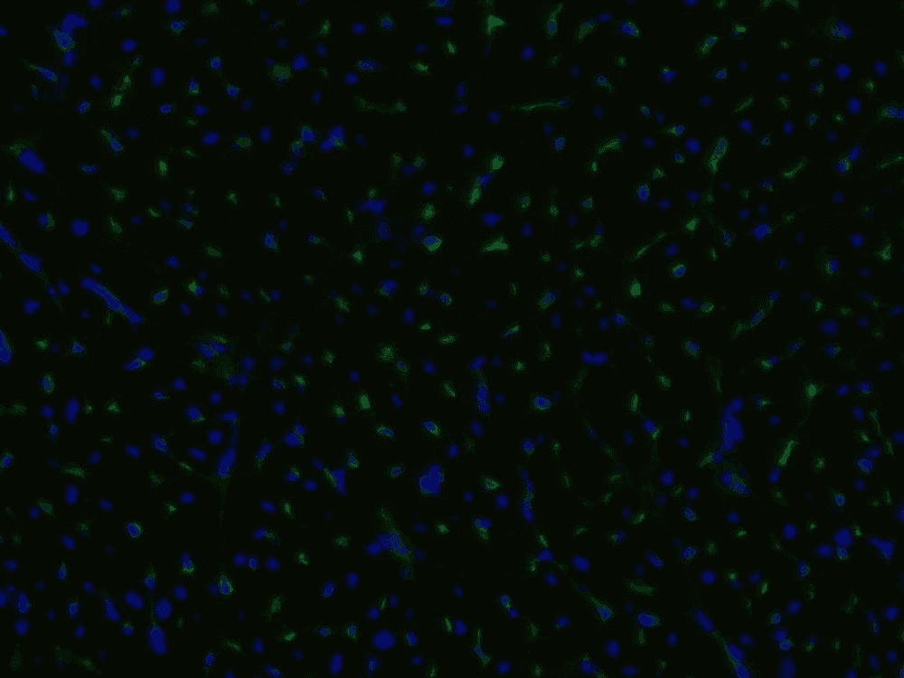 CD105 Antibody (clone MEM-229)
