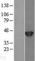SETD7 / SET7 Protein (Over-Expression Lysate Myc-DDK (Flag))