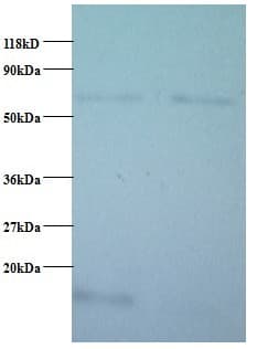 COX5B Antibody (Biotin)