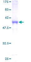Human PSMA3 Protein (Recombinant GST)