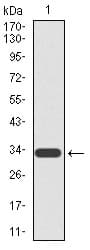 TUP1 Antibody (clone 5B6)