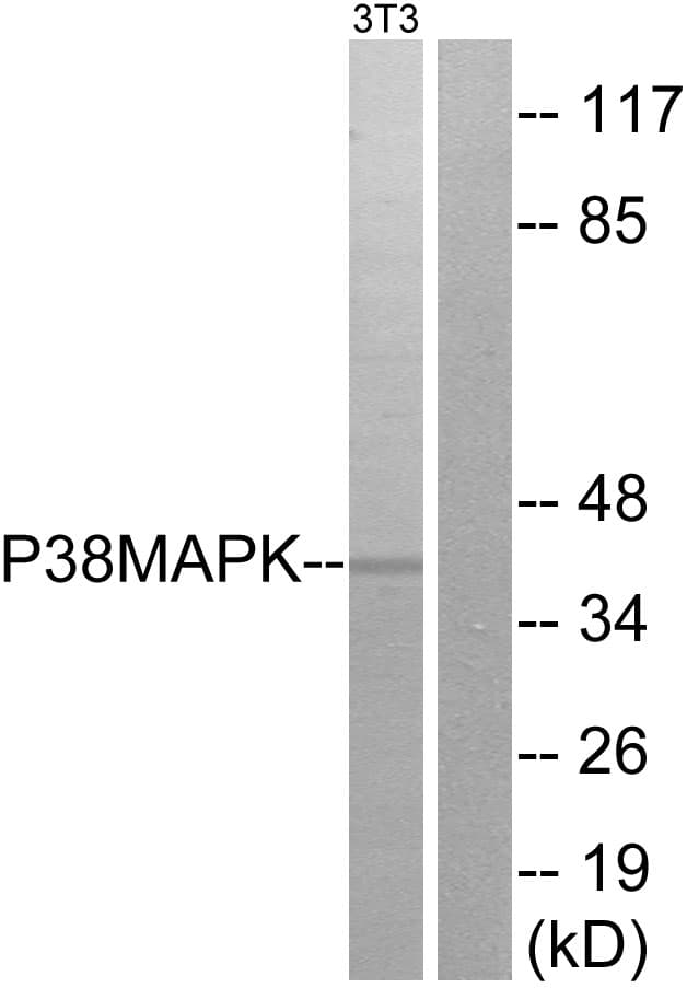 MAPK14 / p38 Antibody (aa157-206)