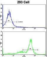IHC-plus™ ATP5O Antibody (aa38-64)