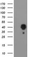 NUDEL / NDEL1 Antibody (clone OTI3B9, Carrier-free)