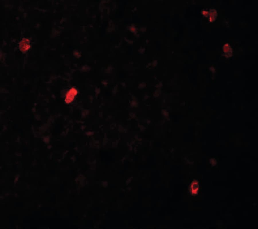 IHC-plus™ FBXL16 Antibody