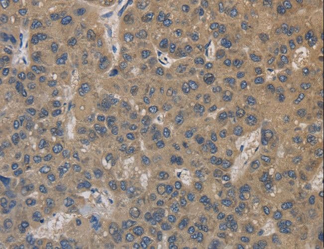 EMC8 / COX4NB Antibody