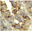 Monoclonal Mouse CA125 Antibody (clone 325, WB)