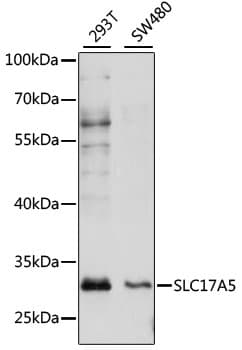 SLC17A5 Antibody