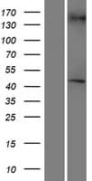 RGP1 Protein (Over-Expression Lysate Myc-DDK (Flag))