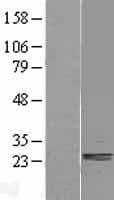 SSU72 Protein (Over-Expression Lysate Myc-DDK (Flag))