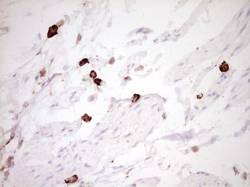 Monoclonal Mouse anti-Human CLOCK Antibody (clone OTI2H7, aa1-285, IHC, WB)