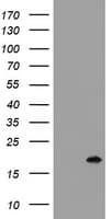 CR6 / GADD45G Antibody (clone OTI2G6)