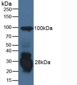 IFI30 / IP30 Antibody (aa1-250, PE)