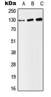 SF3B130 / SF3B3 Antibody (Internal)