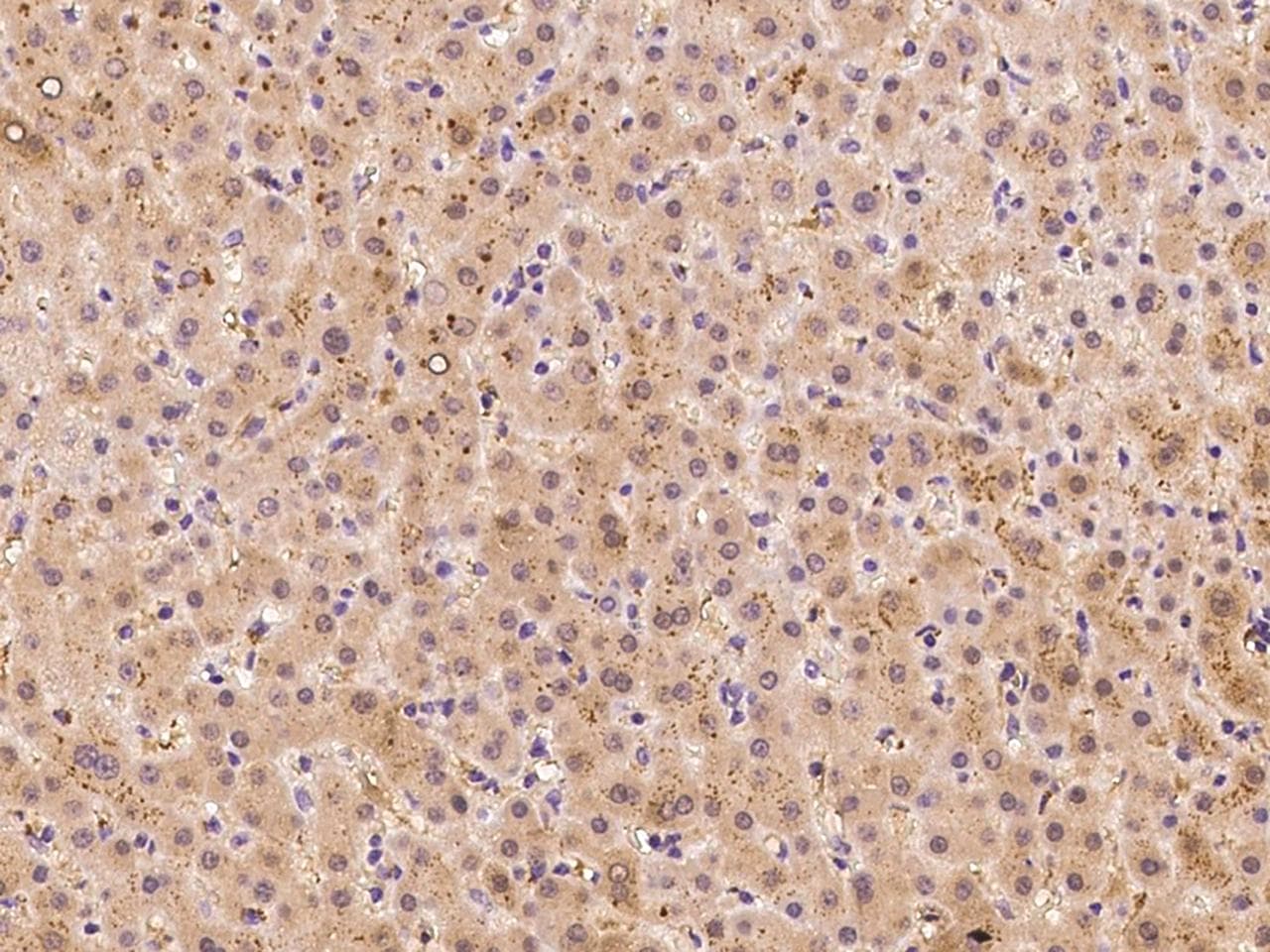CGR19 / CGRRF1 Antibody (Preservative Free)