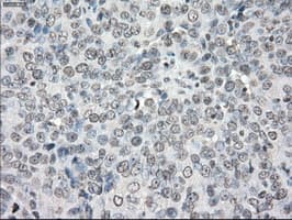 PPP5C Antibody (clone OTI1G2)