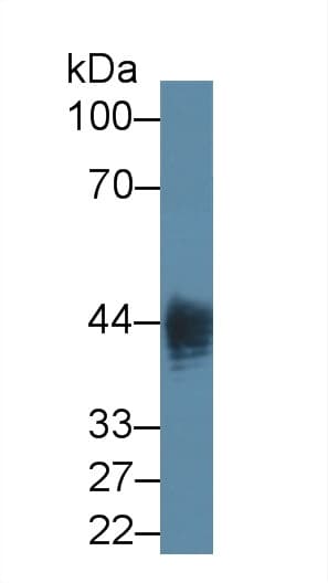 IDO1 / IDO Antibody