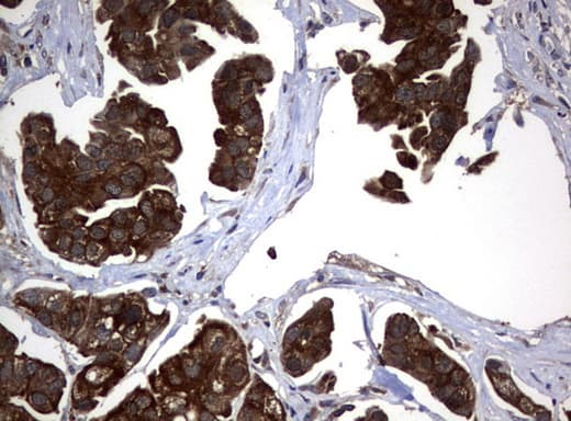 VBP1 Antibody (clone UMAB75)