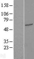 TEKT3 Protein (Over-Expression Lysate Myc-DDK (Flag))