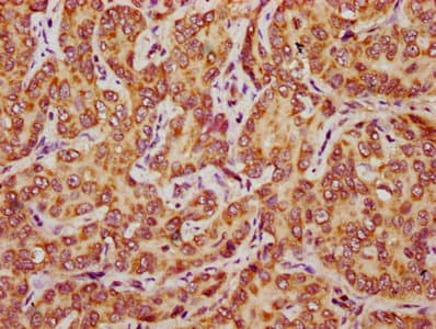 COA3 / CCDC56 Antibody