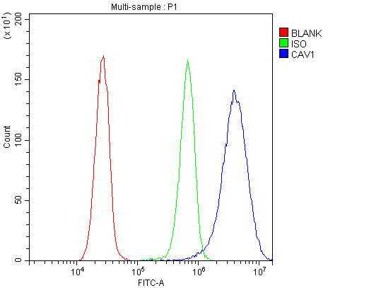 Polyclonal Rabbit anti-Human CAV1 / Caveolin 1 Antibody (aa4-178, IHC, WB)
