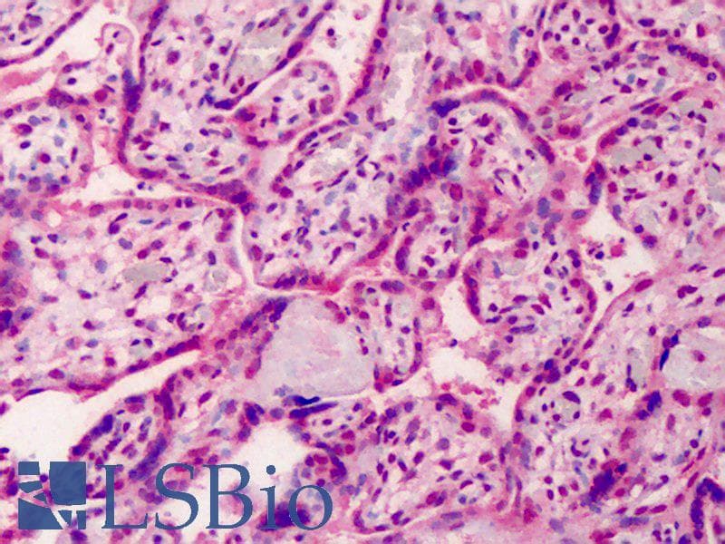 IHC-plus™ GDF15 Antibody (aa286-299)
